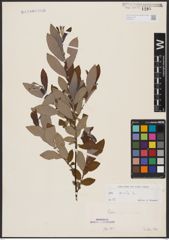 Foto von Salix aurita L.